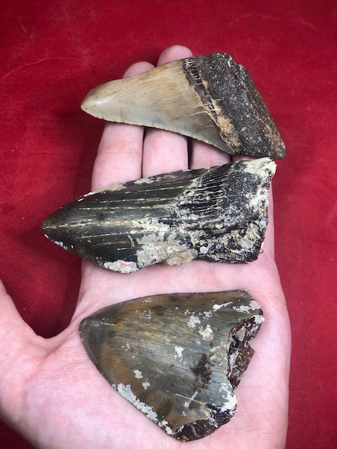 Megalodon Zahn naturbelassen, Otudus Megalodon, Carcharocles Megalodon, Carcharodon