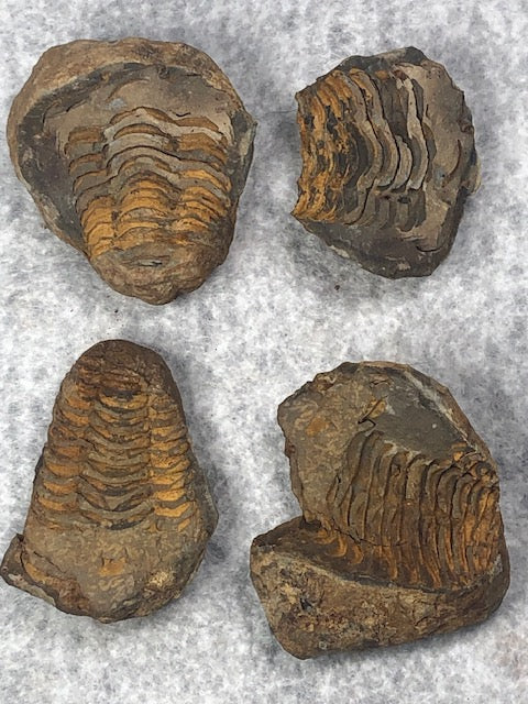 Trilobit Geode in bester Qualität, Aktiva & Passiva