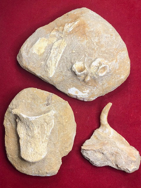 Fossilien in Matrix naturbelassen, Dinosaurier, Haifisch, Enchodus, Knochen Wirbel Gräten