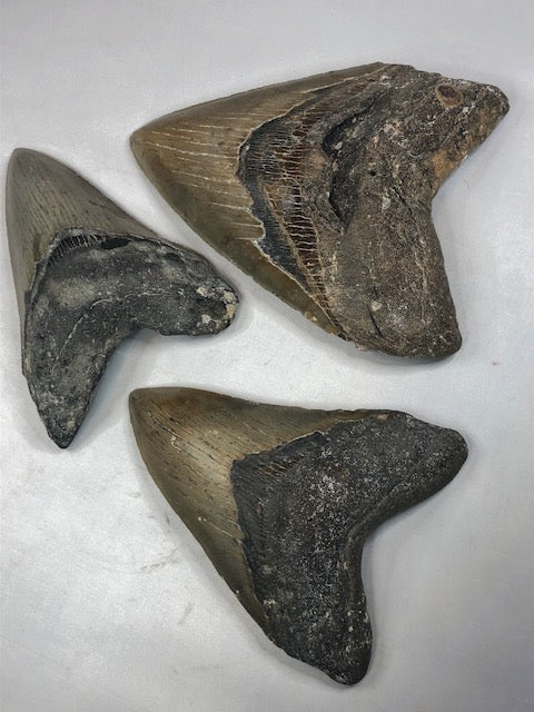 Megalodon Zahn XXL alle über 12cm völlig naturbelassen, in bester Qualität, Otudus Megalodon, Carcharocles Megalodon, Carcharodon