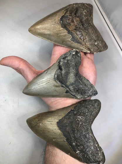 Megalodon Zahn XXL alle über 12cm völlig naturbelassen, in bester Qualität, Otudus Megalodon, Carcharocles Megalodon, Carcharodon