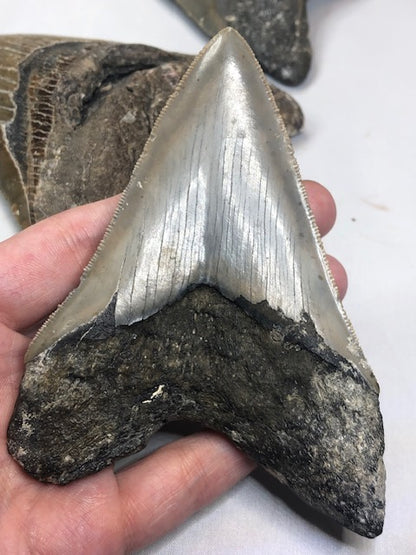 Megalodon Zahn XXL alle über 12cm völlig naturbelassen, in bester Qualität, Otudus Megalodon, Carcharocles Megalodon, Carcharodon