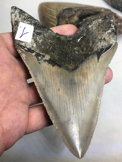 Megalodon Zahn XXL alle über 12cm völlig naturbelassen, in bester Qualität, Otudus Megalodon, Carcharocles Megalodon, Carcharodon