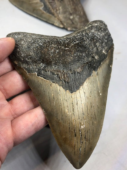 Megalodon Zahn XXL alle über 12cm völlig naturbelassen, in bester Qualität, Otudus Megalodon, Carcharocles Megalodon, Carcharodon