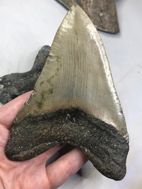 Megalodon Zahn XXL alle über 12cm völlig naturbelassen, in bester Qualität, Otudus Megalodon, Carcharocles Megalodon, Carcharodon