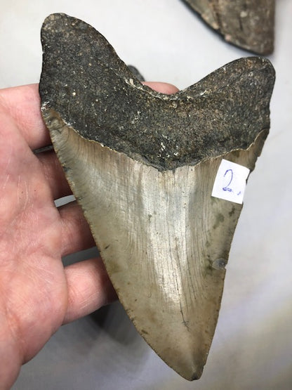 Megalodon Zahn XXL alle über 12cm völlig naturbelassen, in bester Qualität, Otudus Megalodon, Carcharocles Megalodon, Carcharodon