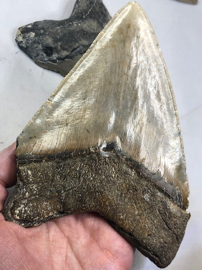 Megalodon Zahn XXL alle über 12cm völlig naturbelassen, in bester Qualität, Otudus Megalodon, Carcharocles Megalodon, Carcharodon