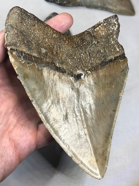 Megalodon Zahn XXL alle über 12cm völlig naturbelassen, in bester Qualität, Otudus Megalodon, Carcharocles Megalodon, Carcharodon