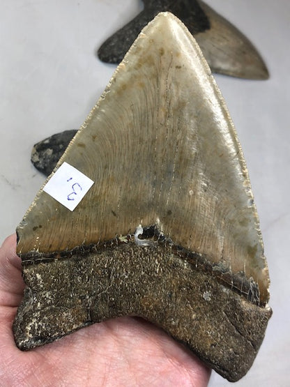 Megalodon Zahn XXL alle über 12cm völlig naturbelassen, in bester Qualität, Otudus Megalodon, Carcharocles Megalodon, Carcharodon