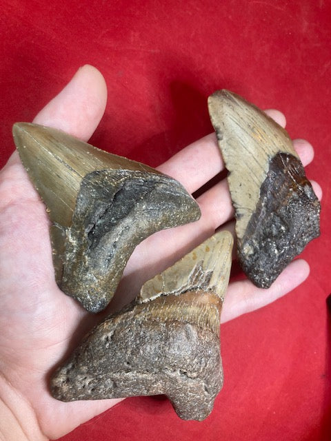 Megalodon Zahn XL naturbelassen, Otudus Megalodon, Carcharocles Megalodon, Carcharodon,