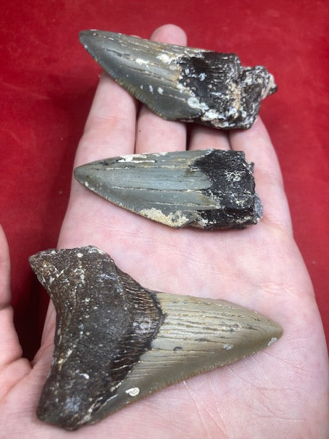 Megalodon Zahn naturbelassen, Otudus Megalodon, Carcharocles Megalodon, Carcharodon