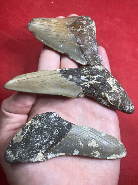 Megalodon Zahn naturbelassen, Otudus Megalodon, Carcharocles Megalodon, Carcharodon