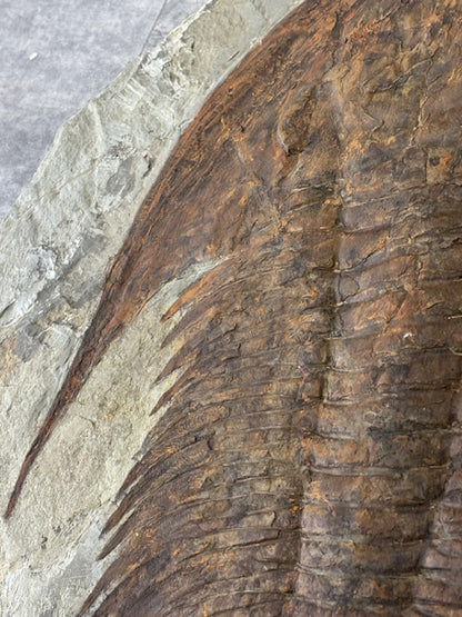 XXL Trilobit in Matrix, Fossilgröße über 36cm Länge beste Qualität, Gattung Paradoxides, durch Hämatit Blutstein versteinert