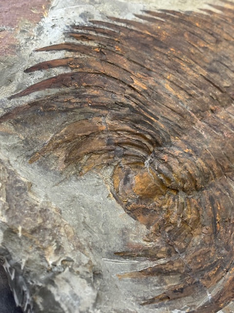 XXL Trilobit in Matrix, Fossilgröße über 36cm Länge beste Qualität, Gattung Paradoxides, durch Hämatit Blutstein versteinert