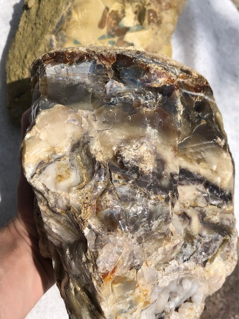 Opalisiertes Holz (Rarität) in bester Qualität mit Chalcedon, Palmenholz Holzopal Opalholz