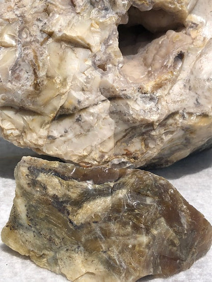 Opalisiertes Holz (Rarität) in bester Qualität mit Chalcedon, Palmenholz Holzopal Opalholz