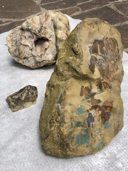 Opalisiertes Holz (Rarität) in bester Qualität mit Chalcedon, Palmenholz Holzopal Opalholz