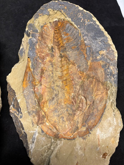 XXL Trilobit in Geode (Aktiva & Passiva) Paradoxides ca. 22cm Fossilgröße, in bester Qualität, Rarität Museum