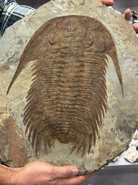 XXL Trilobit in Matrix, Fossilgröße über 36cm Länge beste Qualität, Gattung Paradoxides, durch Hämatit Blutstein versteinert