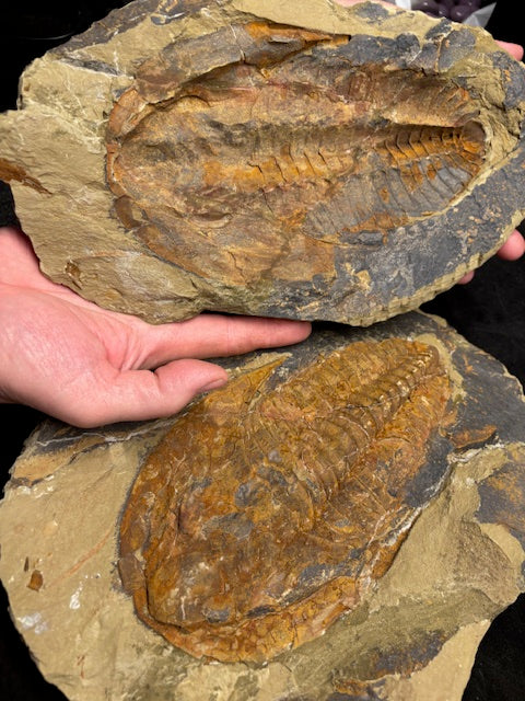 XXL Trilobit in Geode (Aktiva & Passiva) Paradoxides ca. 22cm Fossilgröße, in bester Qualität, Rarität Museum